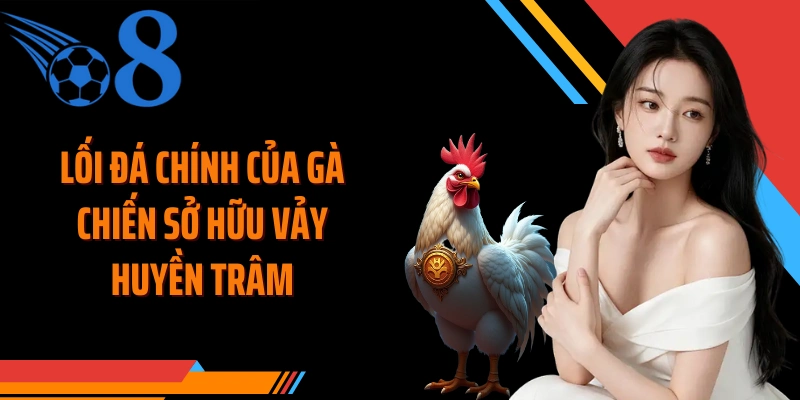 Lối đá chính của gà chiến sở hữu vảy huyền trâm