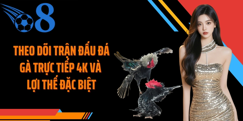 Theo dõi trận đấu đá gà trực tiếp 4K và lợi thế đặc biệt